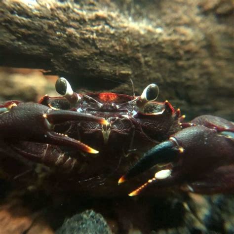 11 Types of Freshwater Aquarium Crabs And Complete Care .